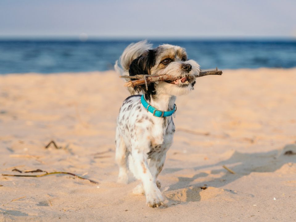 Dog running on beach with stick