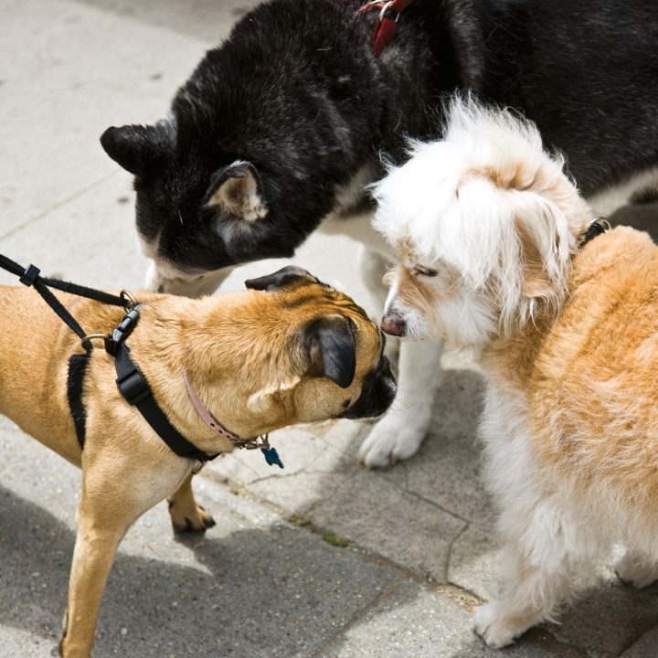 three dogs greeting each other on the street