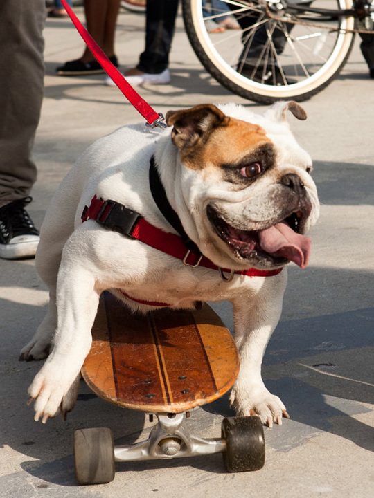 Bulldog on skateboard in Venice Beach