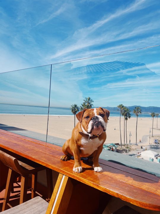 Bella the bulldog posing on the outdoor rooftop of Venice V with ocean view