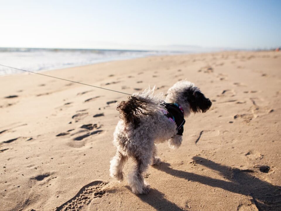 Dog pet walking on the beach