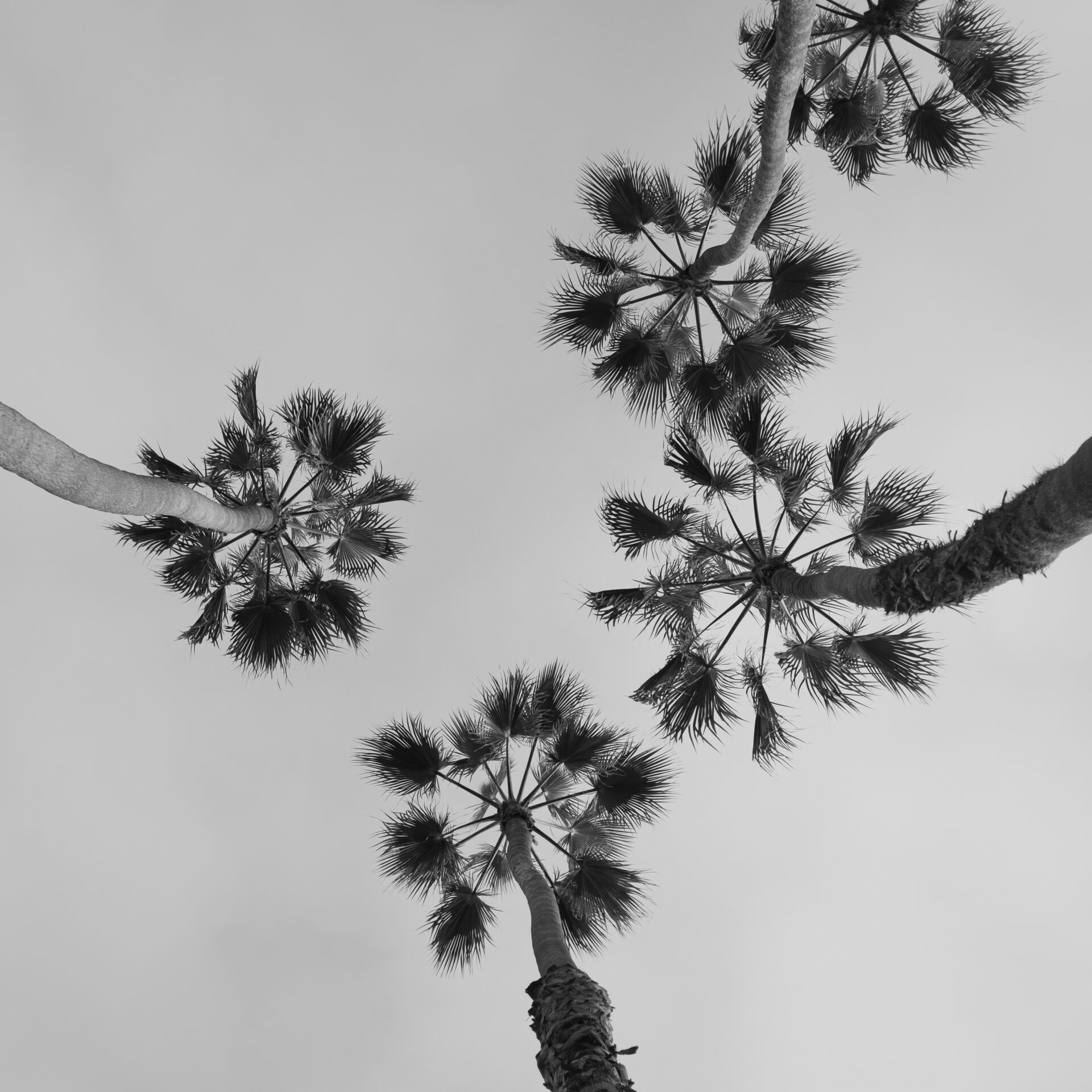 palm trees