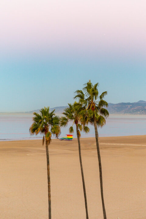 Beach palm trees