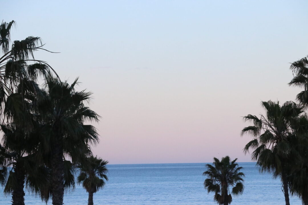 Palm trees ocean